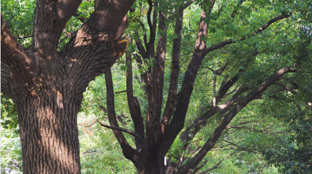 初夏氛围绿色树林阳光光影光斑4K实拍