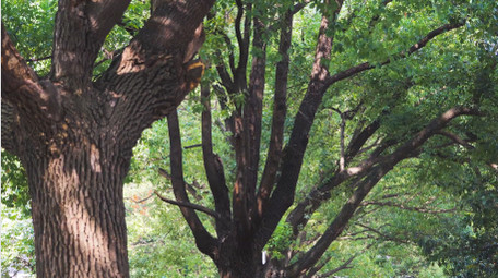 初夏氛围绿色树林阳光光影光斑4K实拍