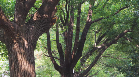 初夏氛围绿色树林阳光光影光斑4K实拍