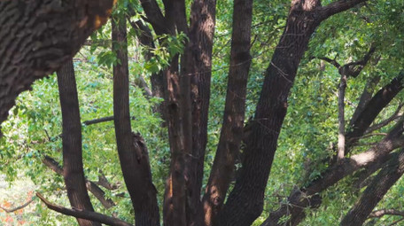 初夏氛围绿色树林阳光光影光斑4K实拍