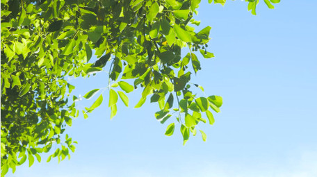 初夏氛围绿色树叶蓝天风景4K实拍
