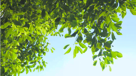 初夏氛围绿色树叶蓝天风景4K实拍