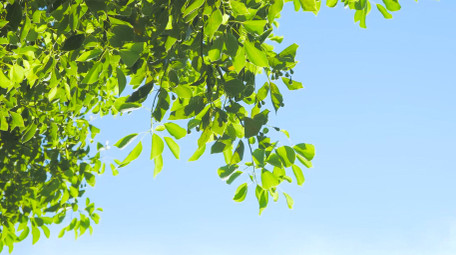 初夏氛围绿色树叶蓝天风景4K实拍