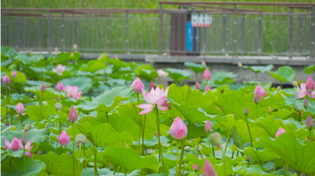 初夏氛围公园池塘荷花盛开荷塘风景4K实拍