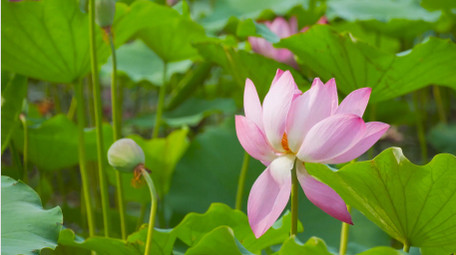 初夏氛围公园池塘荷花盛开荷塘风景4K实拍