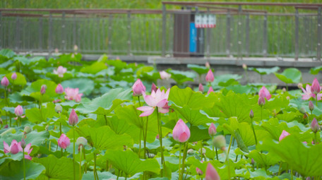 初夏氛围公园池塘荷花盛开荷塘风景4K实拍