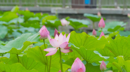 初夏氛围公园池塘荷花盛开荷塘风景4K实拍
