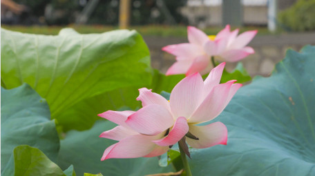 初夏氛围夏日荷花荷塘风景4K实拍