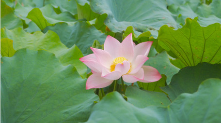 初夏氛围夏日荷花荷塘风景4K实拍