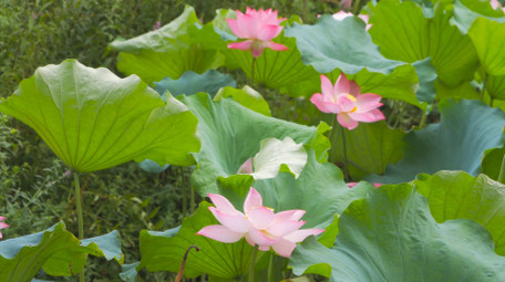 初夏氛围夏日荷花荷塘风景4K实拍