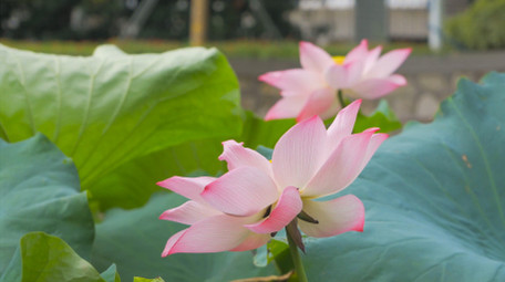初夏氛围夏日荷花荷塘风景4K实拍
