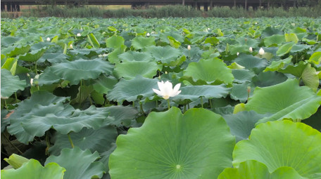 初夏氛围荷塘风景荷叶荷花4K航拍