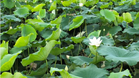 初夏氛围荷塘风景荷叶荷花4K航拍