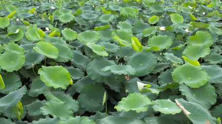 初夏氛围荷塘风景荷叶荷花4K航拍