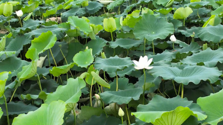 初夏氛围荷塘风景荷叶荷花4K航拍