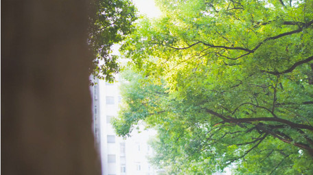 初夏氛围唯美绿色树叶夏日意境阳光4K实拍