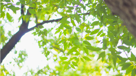 初夏氛围唯美绿色树叶夏日意境阳光4K实拍