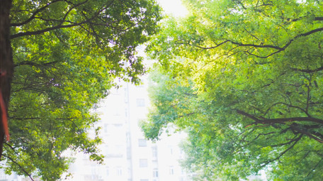 初夏氛围唯美绿色树叶夏日意境阳光4K实拍