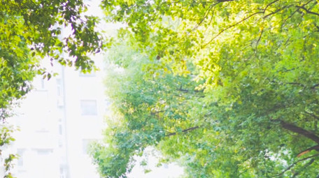 初夏氛围唯美绿色树叶夏日意境阳光4K实拍