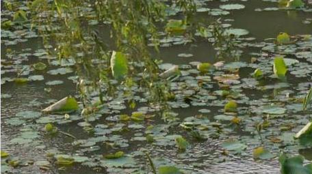 初夏荷塘荷叶柳叶植物4k实拍
