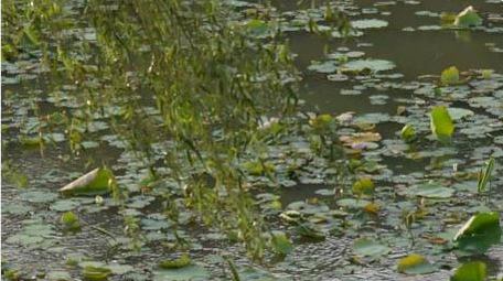 初夏荷塘荷叶柳叶植物4k实拍