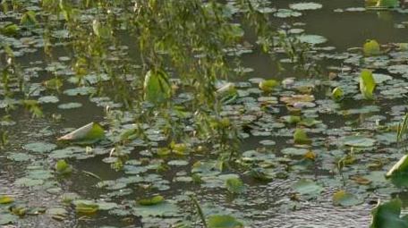 初夏荷塘荷叶柳叶植物4k实拍
