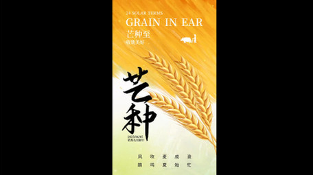 简洁芒种光影竖版视频模板