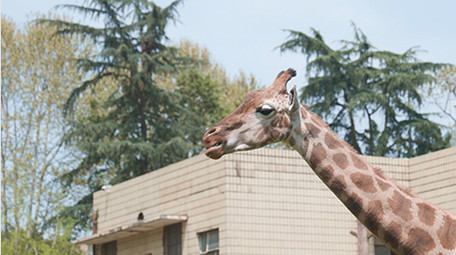 城市成都旅游景点成都动物园动物实拍
