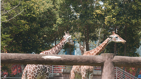 城市成都旅游景点成都动物园动物实拍