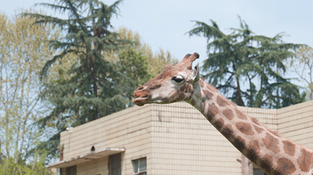 城市成都旅游景点成都动物园动物实拍