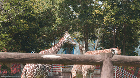 城市成都旅游景点成都动物园动物实拍