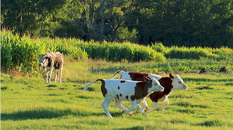 草原绿色草地亲子家庭旅游游玩田园放牧实拍