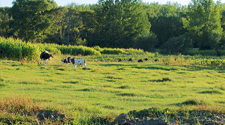 草原绿色草地亲子家庭旅游游玩田园放牧实拍