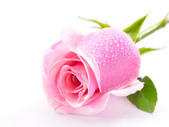 粉色玫瑰在白色背景下被隔离
