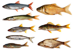 八个孤立淡水鱼类集合