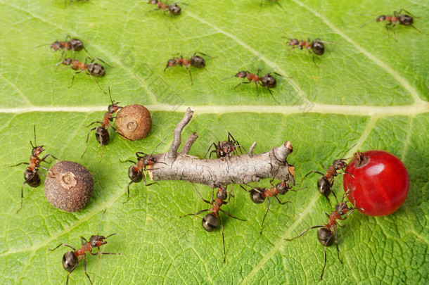 分割线和货物交通在蚂蚁在蚁穴，团队合作的工作路径