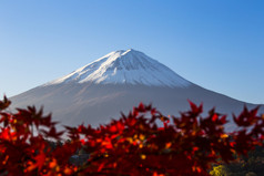 富士山与红色的秋叶。日本