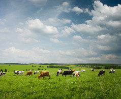 葱郁的绿色草地上放牧的奶牛