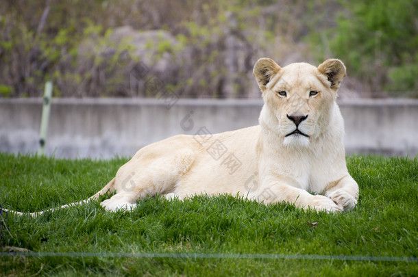 多伦多动物园里的白母狮
