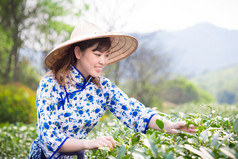 亚洲女孩采摘茶叶