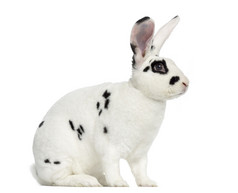 獭兔的斑点狗上白色孤立