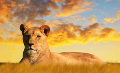 在日落的大草原上的雌狮。野生动物照片.
