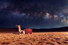 骆驼动物正坐在沙漠中的沙丘上。银河系和天上的星星。阿拉伯联合酋长国