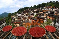 Hot peppers, corns, chrysanthemum flowers, and other crops and harvests are dried on roofs and racks