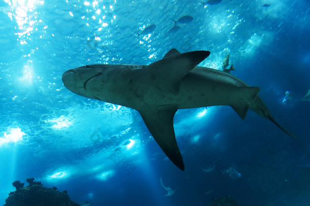 葡萄牙里斯本的欧洲海洋水族馆