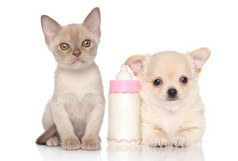 小猫和小狗靠近婴儿奶瓶