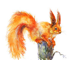 树上的水彩松鼠。手绘可爱的动物在白色的背景。绘制逼真的插图