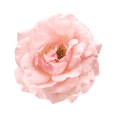 淡粉红色玫瑰象征爱情和亲情的