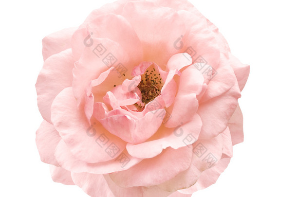 淡粉红色玫瑰象征爱情和亲情的