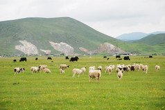 在呼和浩特市内蒙古、 华北地区的一群羊在山上牧场.